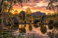 Australian Animals