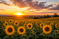 Sunflowers